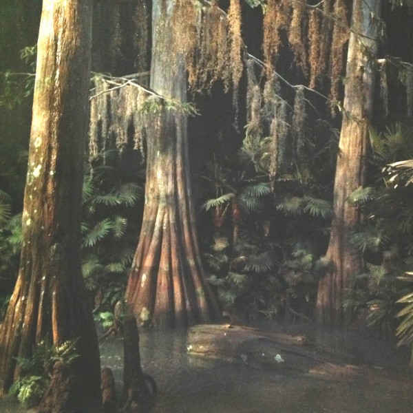 Swamp Cyprus trees